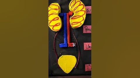 Suraj school ,Rewari students of 9th to 12th classes are presenting different models.