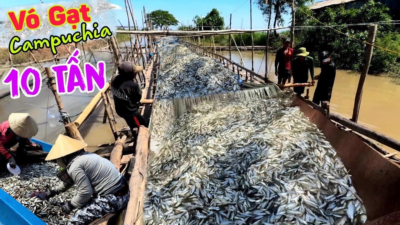 Qua Campuchia xem cái VÓ GẠT khổng lồ trúng 10 tấn cá mỗi ngày thấy ham
