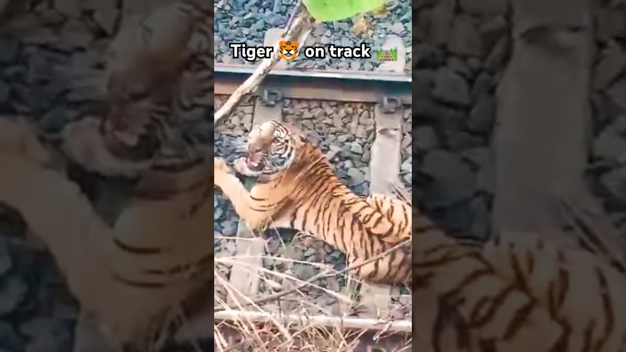 Tiger 🐯 on railway track 🛤️ #shortvideo #tiger #railway