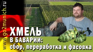 Как работают фермеры в Германии | Когда и как собирают хмель для пива в Баварии