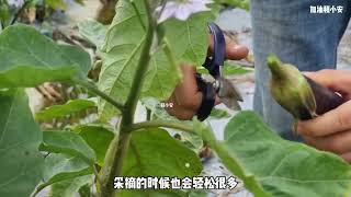 #荒野求生 #荒野独居 #求生挑战 #生存挑战 #荒野