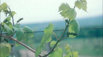 Grape Buds - Grape Video #3