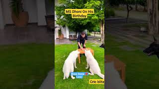 MS Dhoni Birthday Celebration with Dogs |Cric blitz #shorts #msdhoni #dhoni #msd #csk #ict