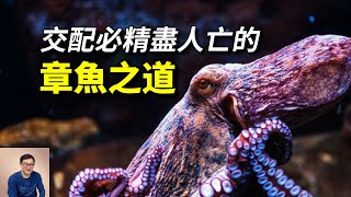 「超級短命」竟是成功之道章魚和它的頭足綱兄弟們到底為什麼智商這麼高【老肉雜談】#動物 #海洋生物 #海鮮 #章魚 #octopus