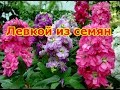 Выращиваем левкой из семян