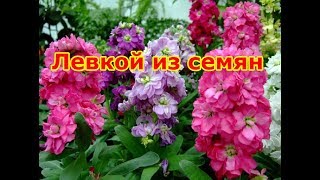 Выращиваем левкой из семян Выращиваем левкой из семян
