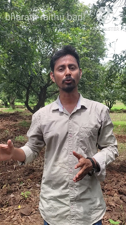 last 15days time only in mango soil application #Mango #mangotree #agriculture