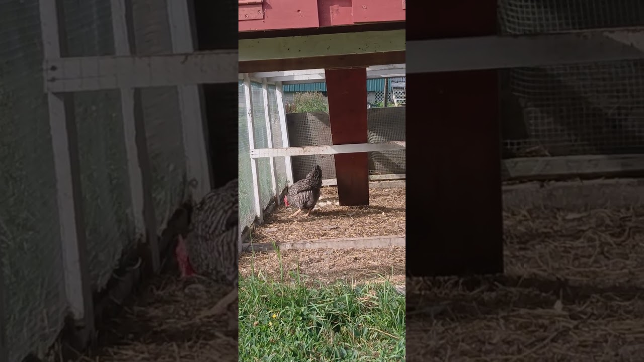 Chicken update! Merging the Easter egg layers with the adults. Carson Family Farms