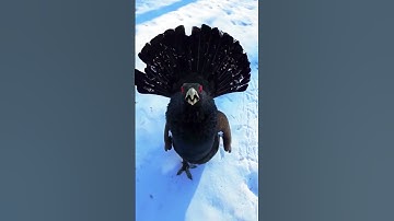 King of the Forest: The Western Capercaillie