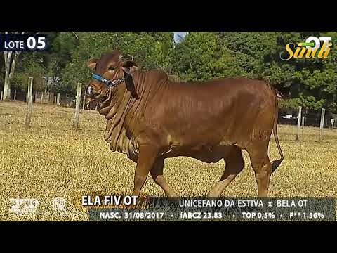 LOTE 05