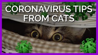 These Cats Have Great Advice on How to Self-Quarantine