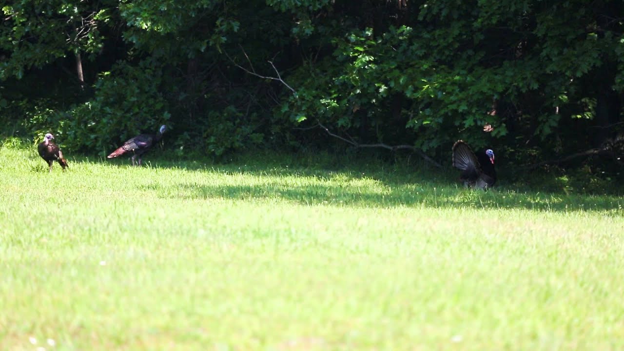 wildlife tea Wild turkey