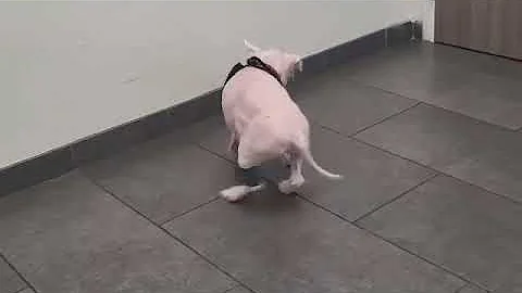 Flea-Infested Senior Maltese Narrowly Escapes Death After Neglectful Owners Request He Be Euthanized