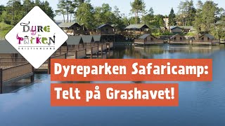 NYHET 2021: Dyreparken Safaricamp - TELT PÃ… GRASHAVET NYHET 2021: Dyreparken Safaricamp - TELT PÃ… GRASHAVET