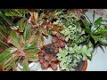 Обзор кротонов, фиттоний, аглаонем и шифлеры. krotons, pittoni, aglaonema and shifler.