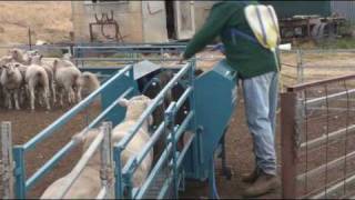 Immobilizer Sheep Handler