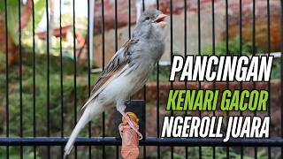 Suara Burung Kenari Gacor! untuk Pancingan Kenari Muda Belajar Bunyi Langsung Bunyi!