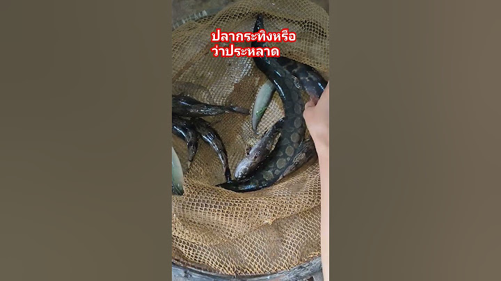 ข้าวใหม่ปลามัน