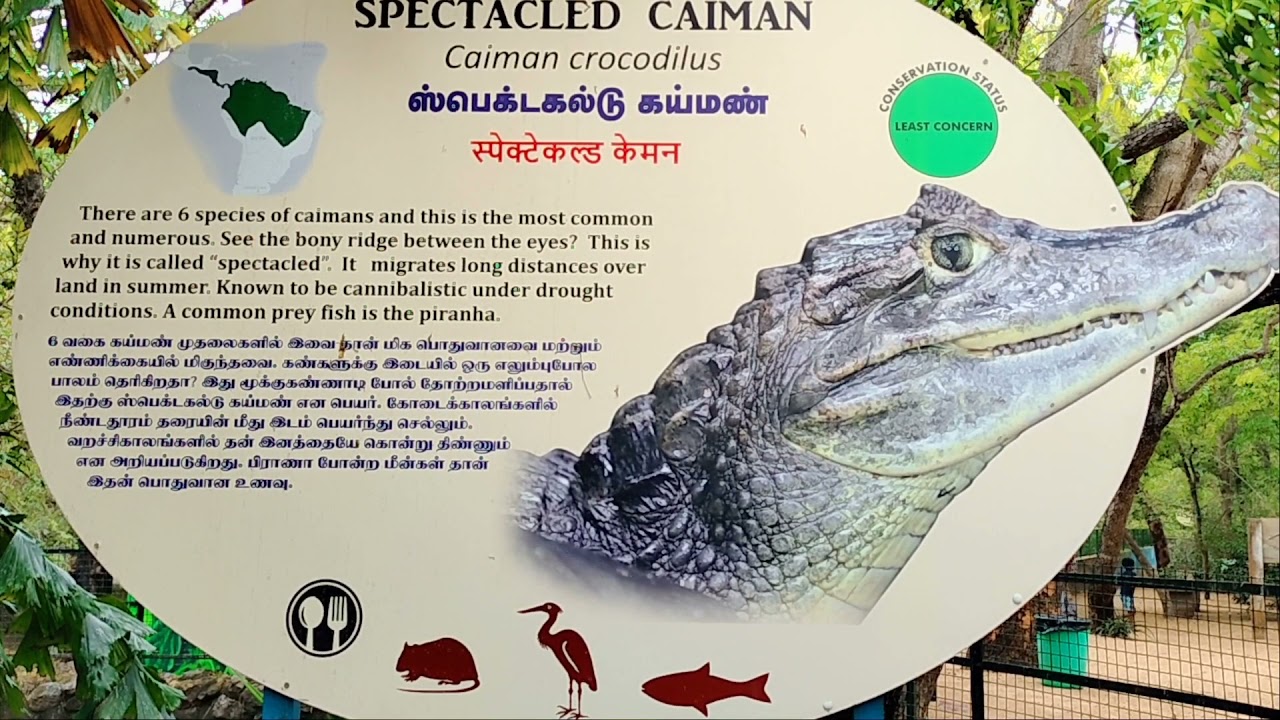 Madras Crocodile 