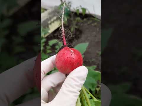Лучший редис для выращивания в теплице. Редис Ребел. #garden #огород #дача #gardening #plants
