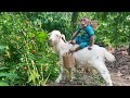 Monkey cutis and baby goats compilation