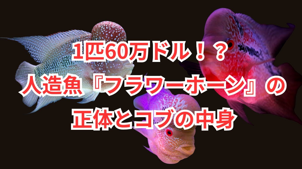 人間が作り出した魚「フラワーホーン」の正体とは？進化の歴史から飼育 