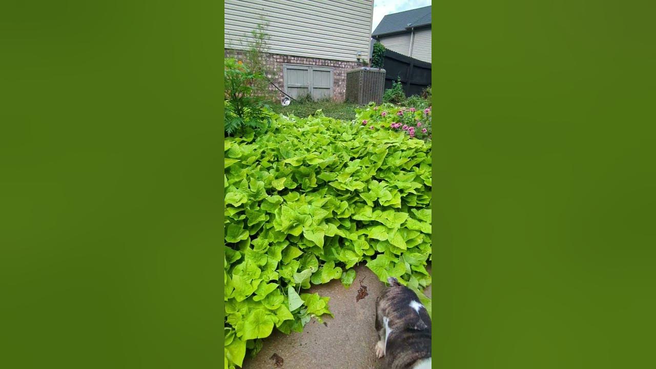sweet-potato-vines-englishbulldog-gardenscapes-youtube