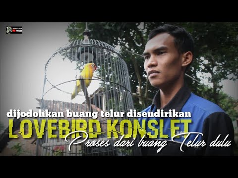 Video: Proses Peletakan Telur Lovebirds: Pengalaman Peribadi