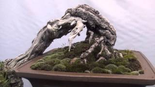 Noelanders Trophy 2013 Bonsai Exhibition part 8