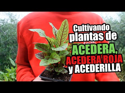 Video: Acedera Agria