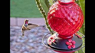 Axis Communications' P1486-LE Hummingbird Feed