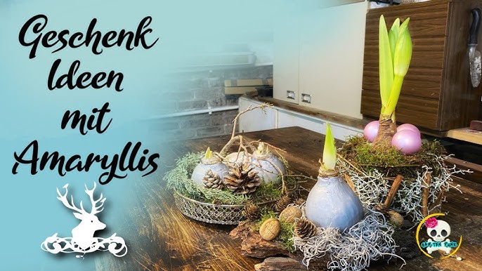 DIY-Geschenkidee | Tischdeko mit Amaryllis und Kerzen | Edles  Adventsmitbringsel zum Selbermachen - YouTube