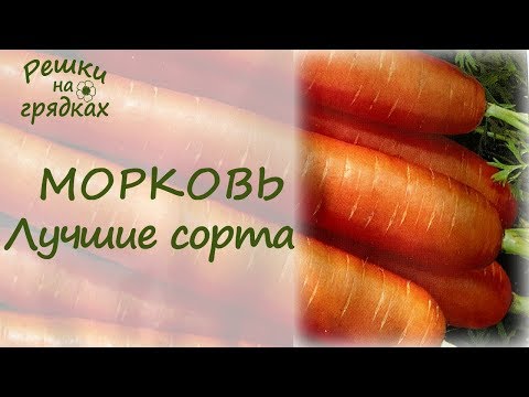 ТОП 5 лучших сортов моркови