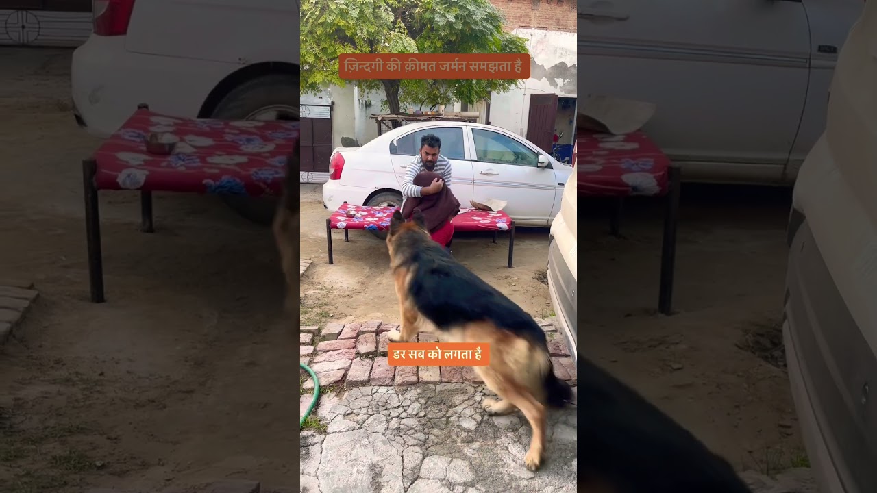 German Shepherd Dar Gaya 😢 | Dost Ko Kho Dene Ka Darr Tha Isliye Gussa Aaya 🐕💔 