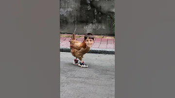 دجاجتي الكبيرة طيور الجنة Funny Toyoraljanahtv Shortsvideo اكسبلور Explore 
