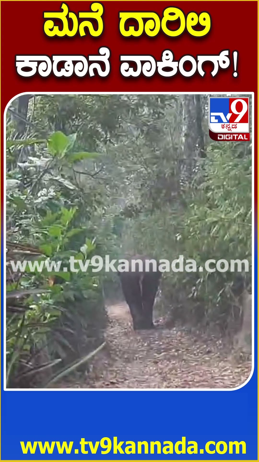 ಮನೆ ದಾರಿಲಿ ಕಾಡಾನೆ ವಾಕಿಂಗ್! #Elephant #Tv9D