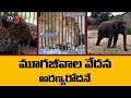 Hyd. zoo troubles: 3 wild animals die within 3 months