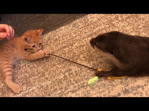 カワウソã•ãら ãŠã‚‚ã¡ã‚ƒã®ä½¿ã„方を教ãˆã¦ã‚ã’る優ã—ãカワウソ Otters teaching how to use toys