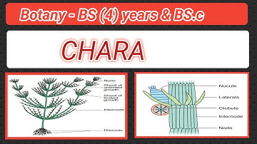 Chara - Algae - vegetative and sexual reproduction chara - lecture in pushto