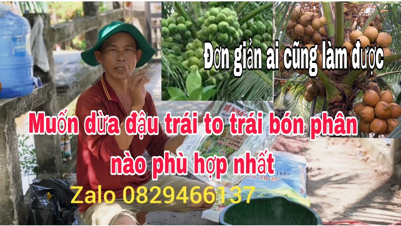 Nên bón phân gì phù hợp nhất cho dừa đang ra trái, có nên phun thuốc định kì cho cây dừa không,