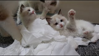 집사의 청소를 방해하는 아기 고양이들 | 랙돌의 리뷰