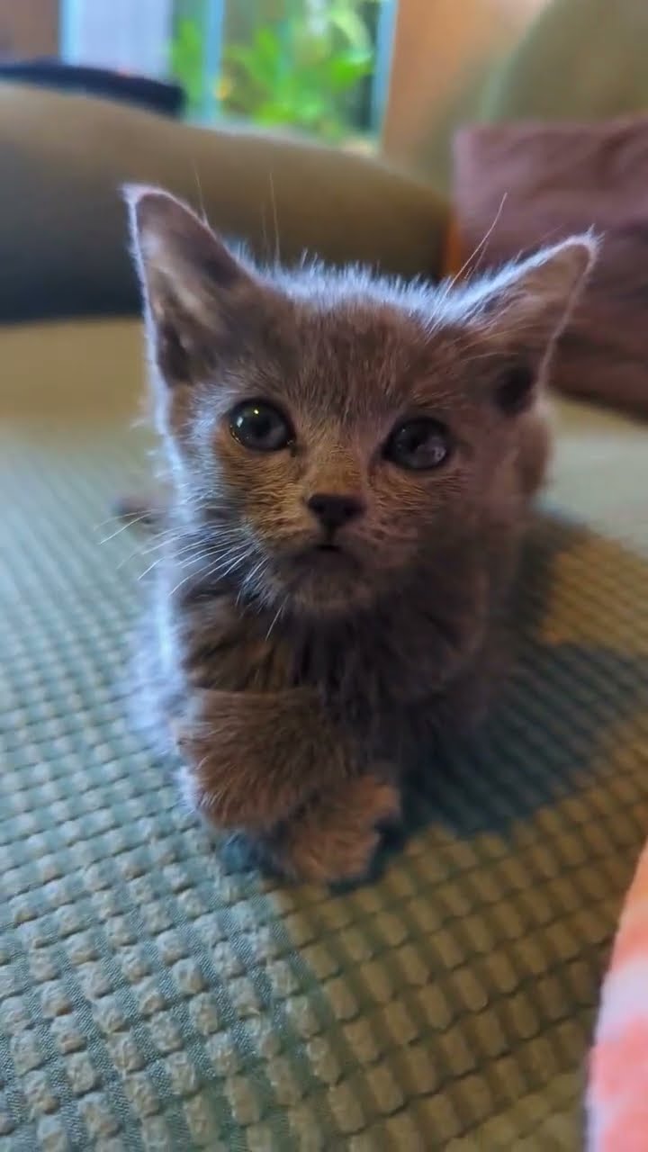 Bébé chaton très mignon ♥️ ♥️ ♥️ ♥️ ♥️