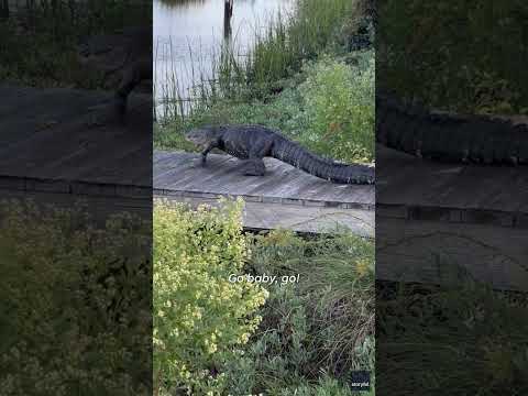 'Get out of here!': Six-foot gator saunters down stairs of South Carolina home #Shorts