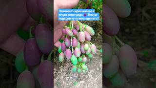 Начинает Окрашиваться Ягода Винограда.🍇 Какую Подкормку Нужно Сделать?#Подкормка #Виноград #Гроздь