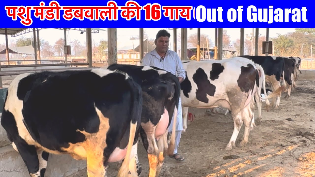 16/2/2026 पशु मंडी डबवाली से 15 गाय सेल होकर जाएगी गुजरात Out of Gujarat  @priyankadinuvlogs4789 