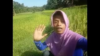 AMIRUL KATA KATA RA MASALAH -  KUDUNGAN - PANEN MAZE PACARAN TOK RA RABI SAWAT TERPAL