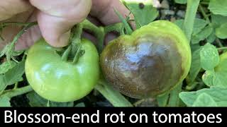 Blossom-End Rot in Tomatoes: Causes and Prevention screenshot 5
