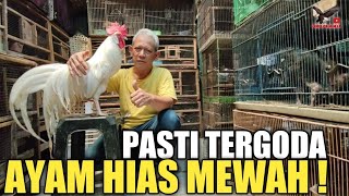 Jual Ayam bangkok Harga murah meriah, tapi bukan murahan lo... 