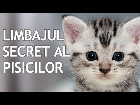 ❤️ Limbajul pisicilor: 10 moduri prin care pisica iti vorbeste