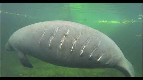 Statistical Rethinking Winter 2019 Lecture 09